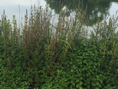 Lythrum salicaria