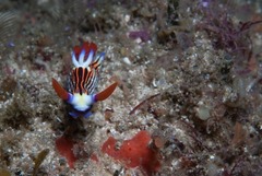 Nembrotha aurea