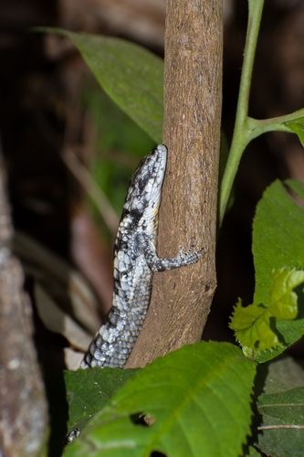 Deppe’s Arboreal Alligator Lizard, Abronia deppii