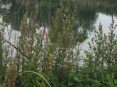 Lythrum salicaria