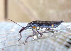 Rhinotia bidentata