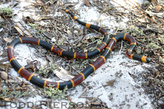 Eastern Coral Snake photo 4