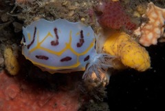 Halgerda dichromis