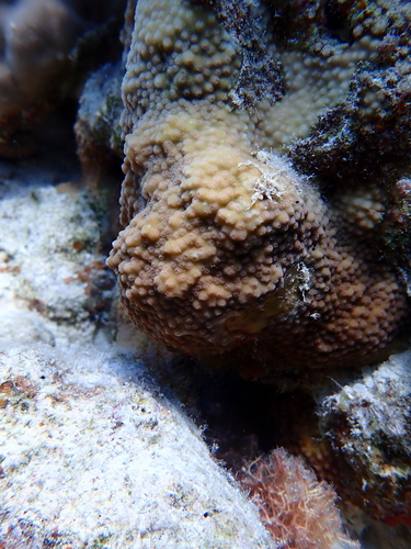Cyphastrea hexasepta