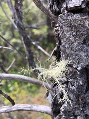 Usnea flavocardia