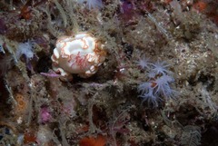 Ardeadoris symmetrica