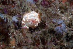 Ardeadoris symmetrica