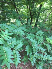 Zanthoxylum piperitum