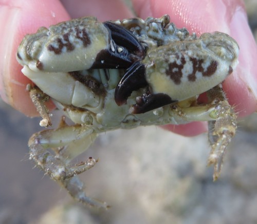 Cataleptodius floridanus