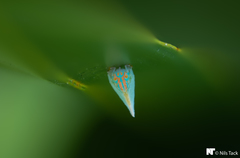 Ormenaria rufifascia