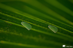 Ormenaria rufifascia