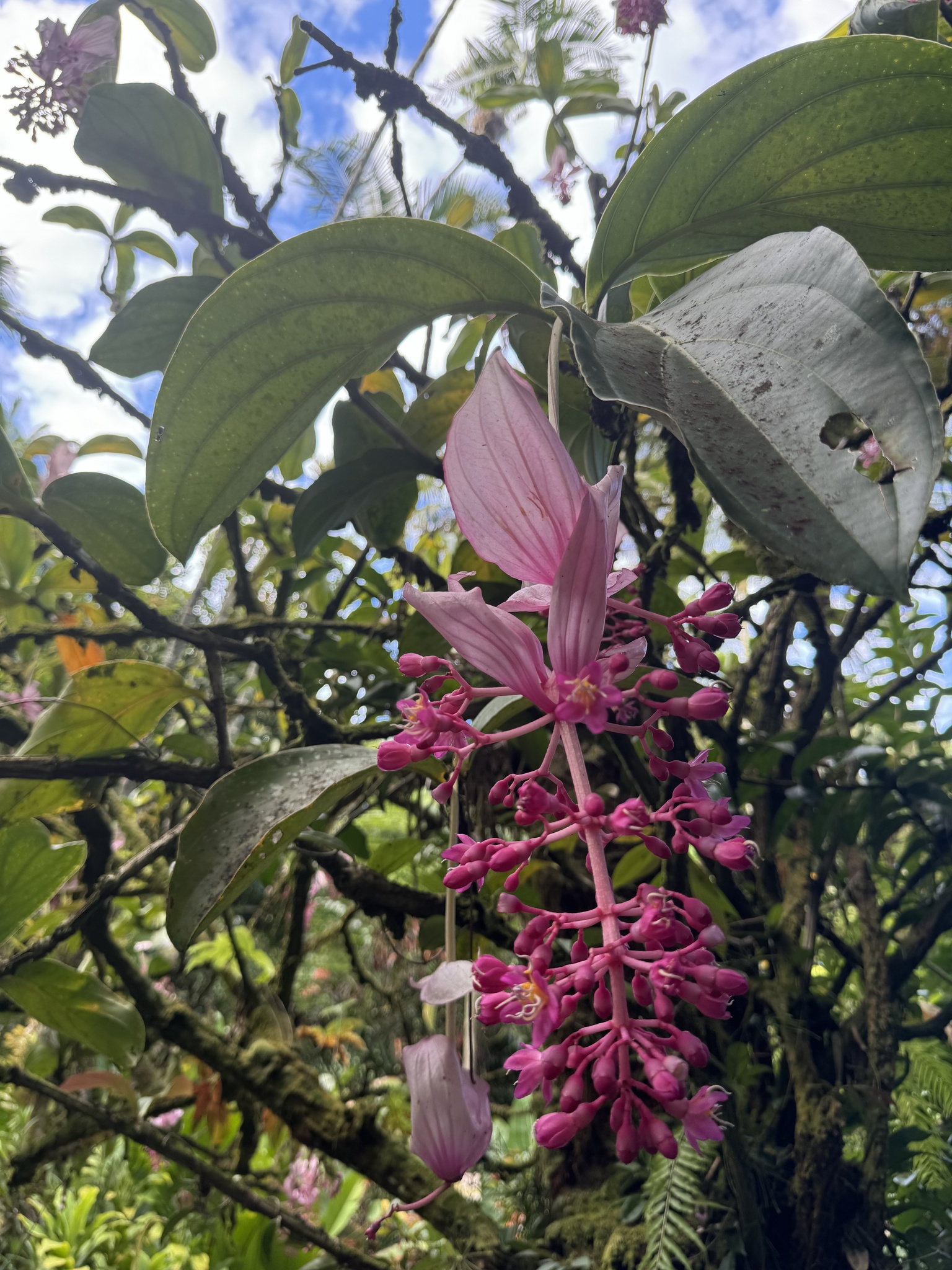 Imagem de Orquídea-rosa