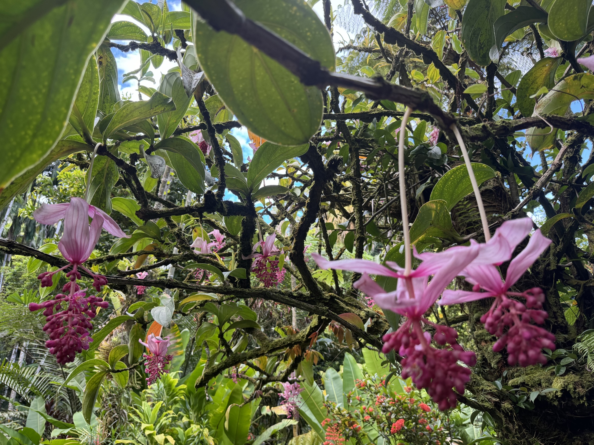 Imagem de Orquídea-rosa