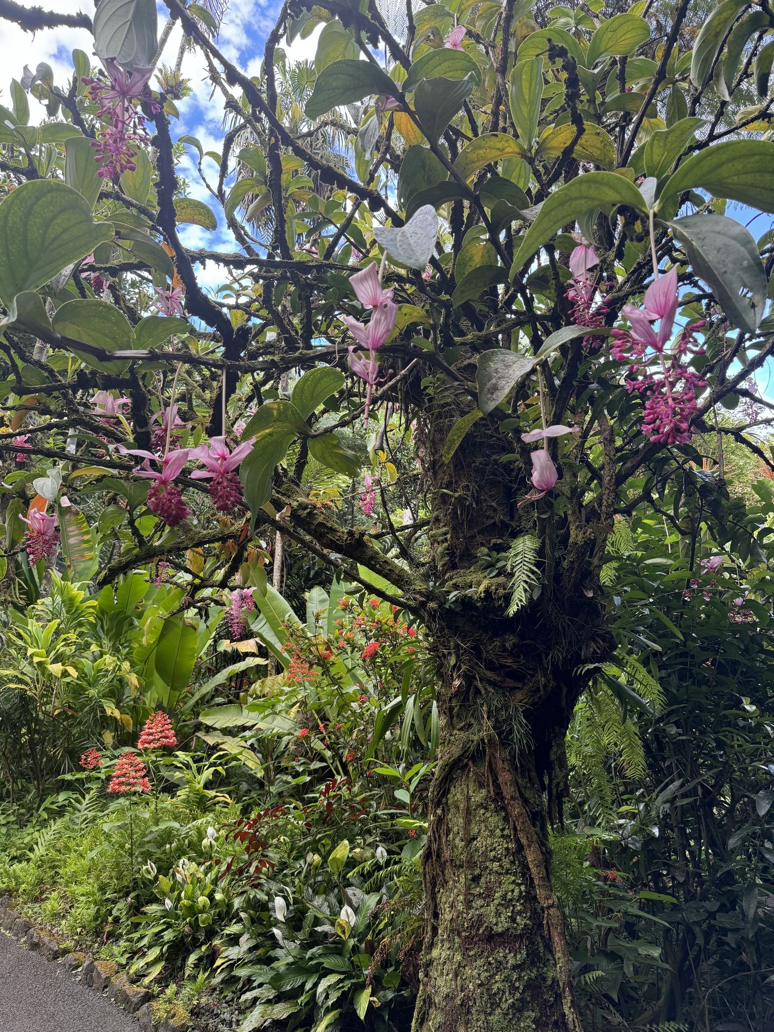 Imagem de Orquídea-rosa