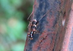 Distipsidera undulata