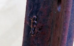 Distipsidera undulata