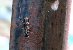 Distipsidera undulata