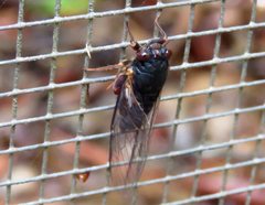Birrima castanea