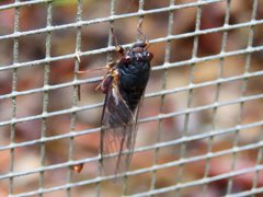 Birrima castanea