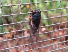 Birrima castanea