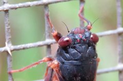 Birrima castanea