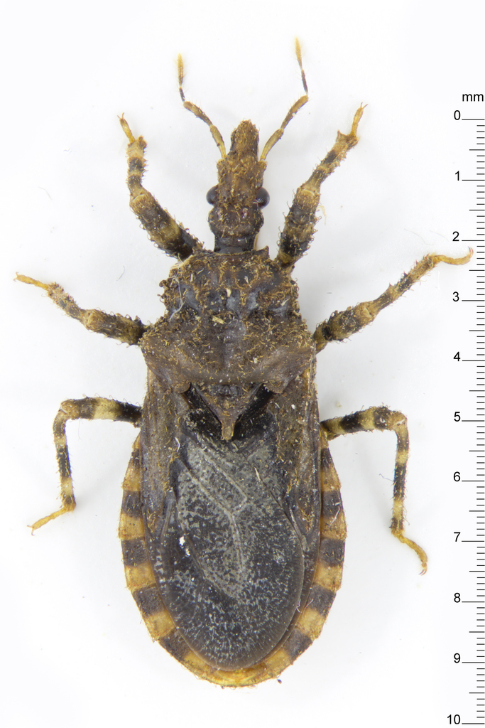 Phimophorinae