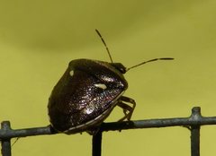 Eysarcoris