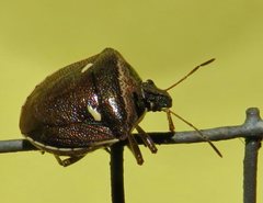 Eysarcoris