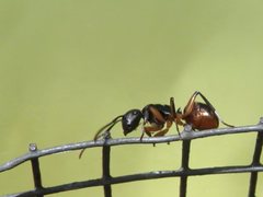 Polyrhachis femorata