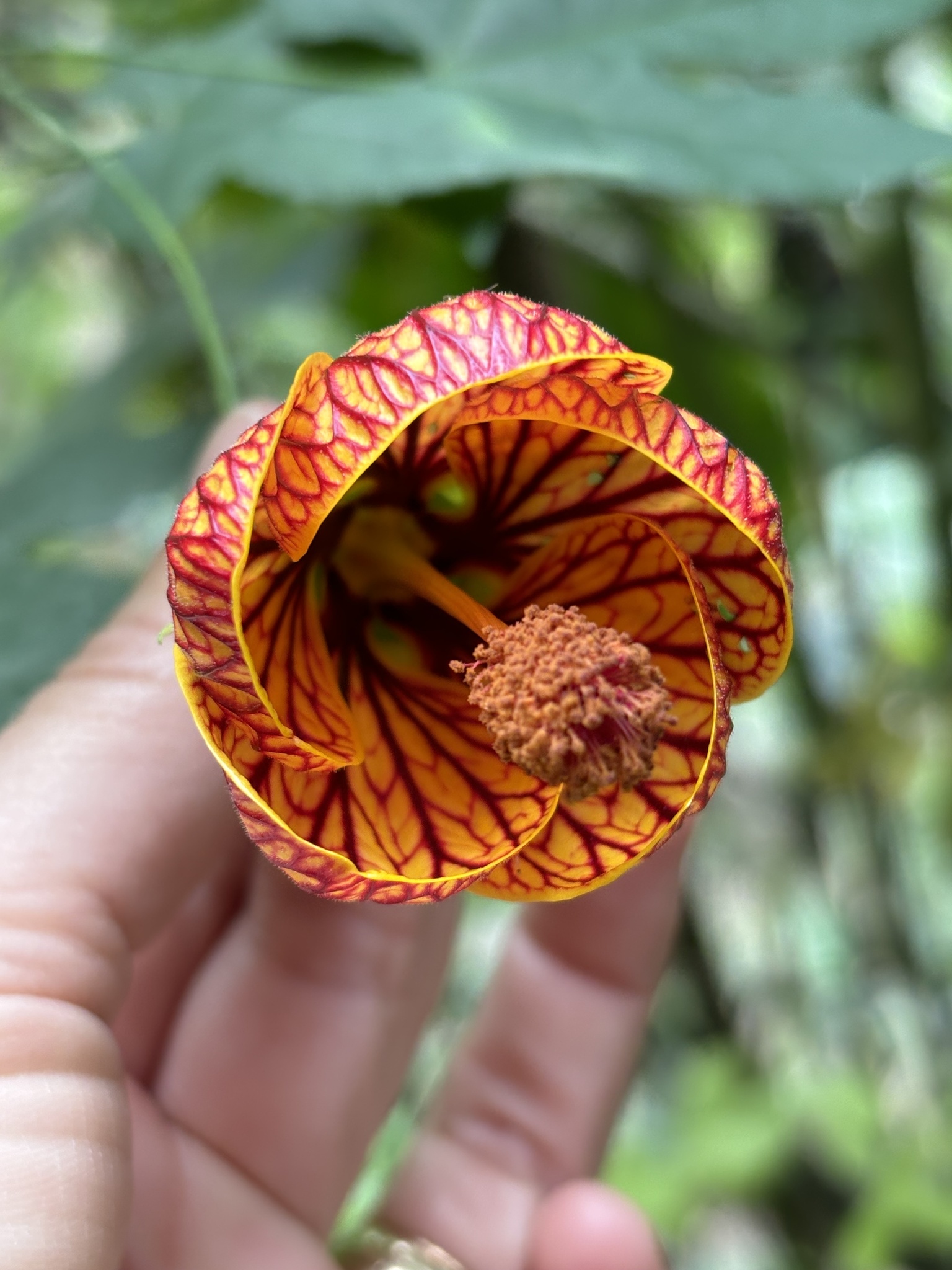 Striped abutilon