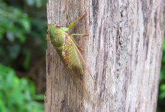 Chlorocysta vitripennis