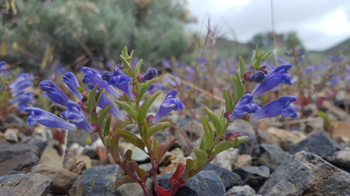 Scutellaria angustifolia ssp. micrantha