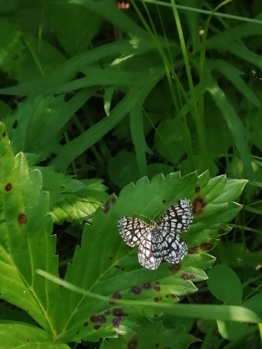 Latticed Heath photo 2