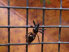 Catasphactes coprias