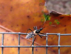 Catasphactes coprias