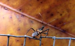 Catasphactes coprias