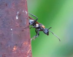 Polyrhachis ornata