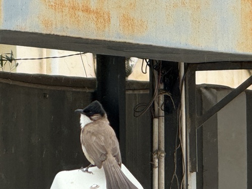 Brown-breasted Bulbul