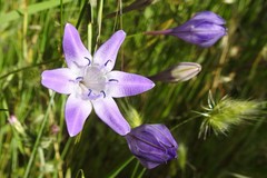 Triteleia bridgesii