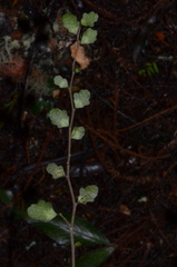 Melicytus micranthus
