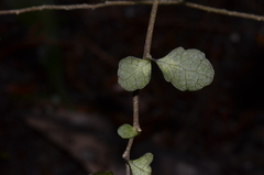 Melicytus micranthus