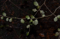 Melicytus micranthus