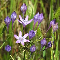 Triteleia bridgesii