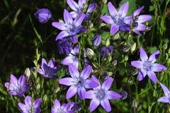 Triteleia bridgesii