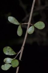 Neomyrtus pedunculata