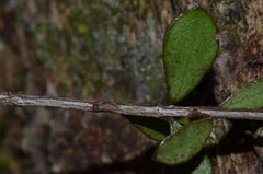 Neomyrtus pedunculata