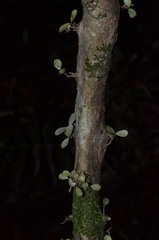 Neomyrtus pedunculata