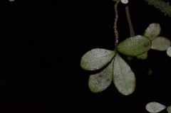 Neomyrtus pedunculata