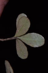 Neomyrtus pedunculata