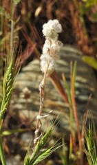 Micropus californicus